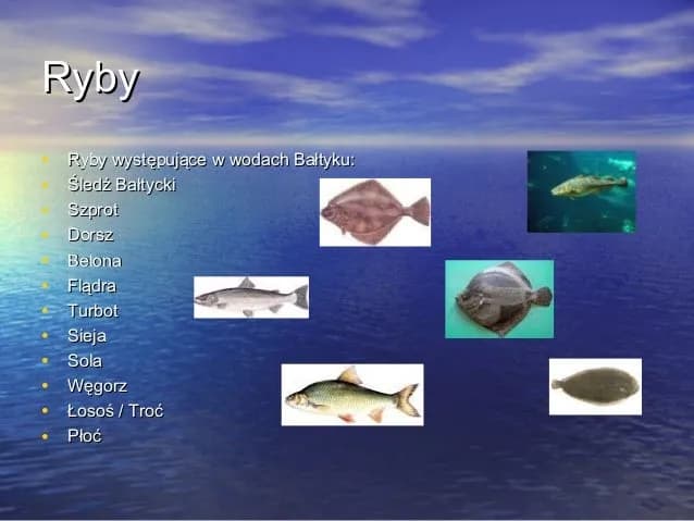 Co żyje w Morzu Bałtyckim? Odkryj fascynujący ekosystem mórz