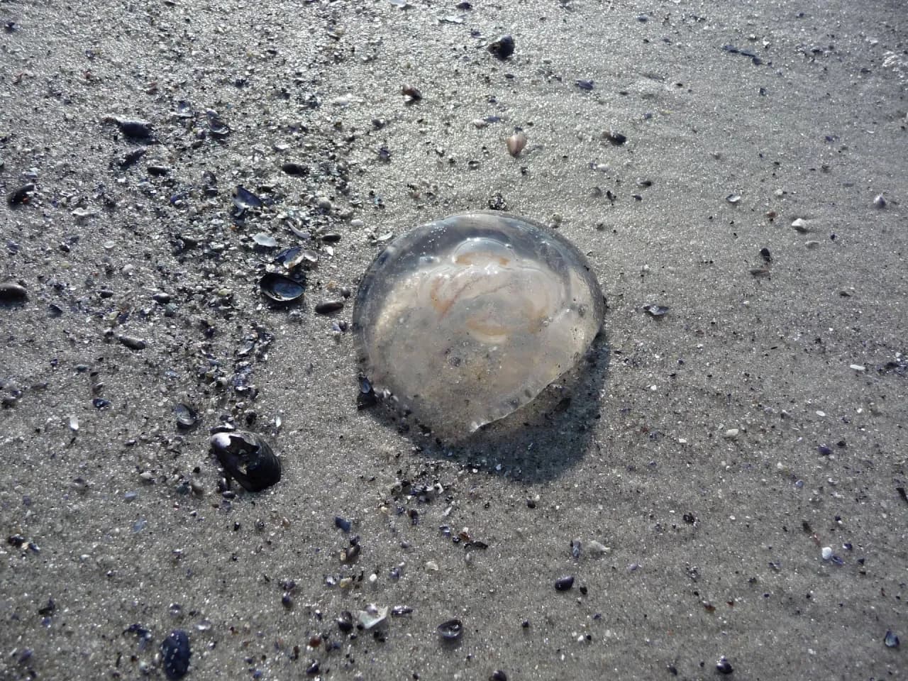 Czy meduzy w Bałtyku są groźne? Poznaj niebezpieczeństwa i jak ich unikać