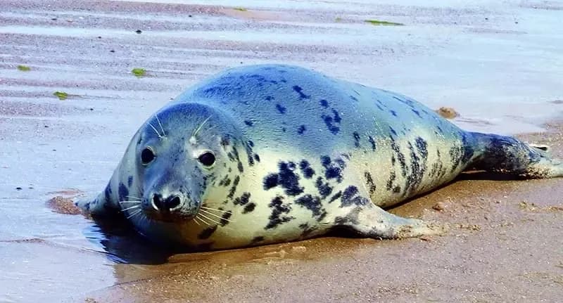 Co żyje w Bałtyku? Zaskakujące fakty o faunie morskiej i jej ochronie