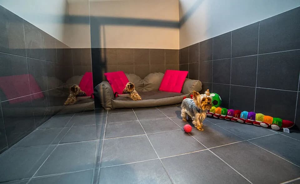 Jak wygląda hotel dla psów? Odkryj, co oferują i jak wyglądają