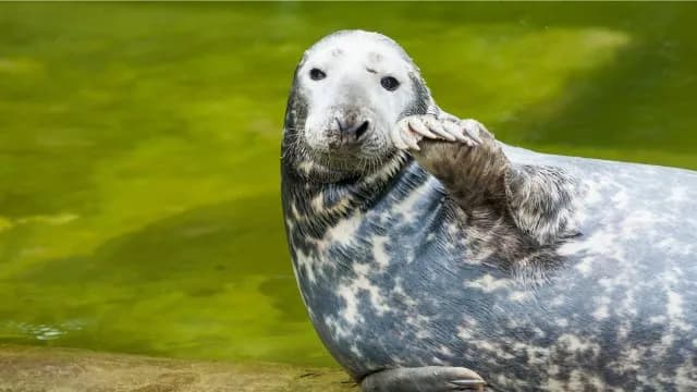 Foki nad Bałtykiem gdzie szukać najlepszych miejsc do ich obserwacji
